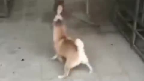 Funny Cat and dog Videos -try not to laugh HHHHHHHHH