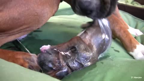 Outstanding Puppies Birth While Standing!!!