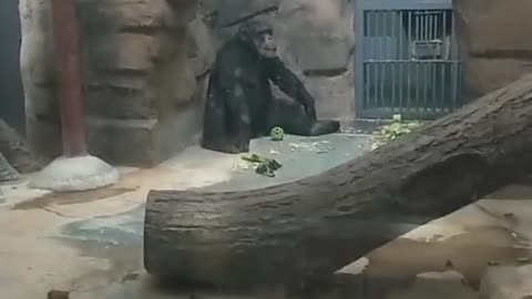 The chimpanzee