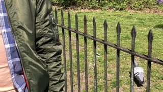 Man Struggles to Get Two Pigeons off of Him at the Park