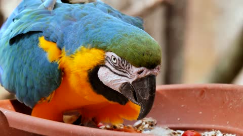 Parrots eating food