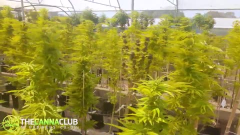 HUGE Licensed GMP Aquaponic Facility! Insiders Eco Tour - CannaCruise - Sunshine Coast Pt.3