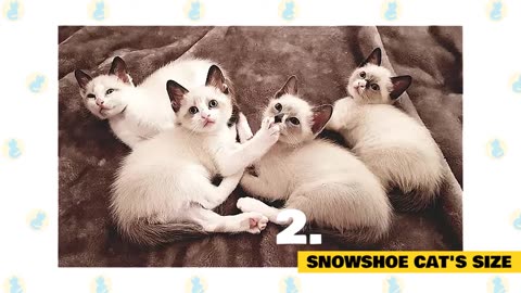 Snowshoe Cats : Fun Facts & Myths