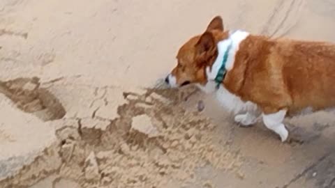 Walking Edgar In The Rain (Shorts)