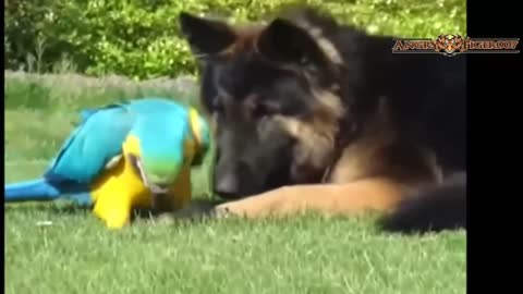 Top 10 Unbelievable Unlikely Animal Friendships Compilation