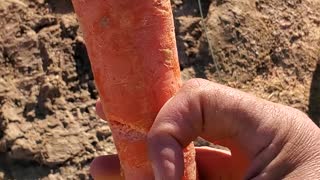 Giant carrot