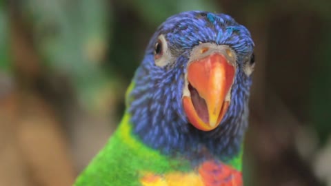 The sound of parrot in the forest /Il suono del pappagallo nella foresta
