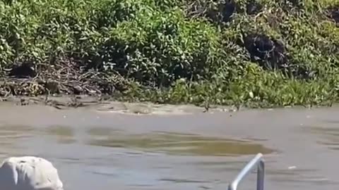 A Jaguar Kills An Alligator