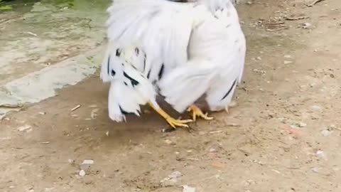competition between 2 cockfighting opponents