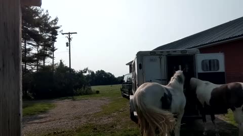 One man loading 3 horses in one minute - 14 July 2023