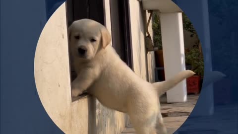 "Howling Happiness: Adorable Labrador Barking Compilation!"