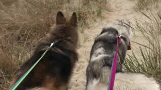 Huskies enjoy first time to the beach