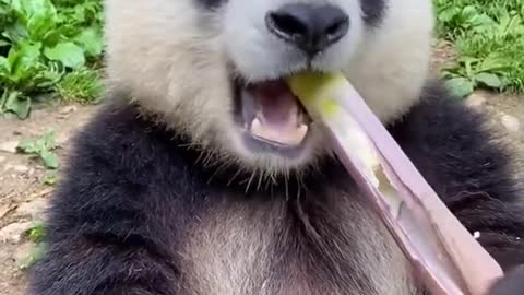 Panda Eating