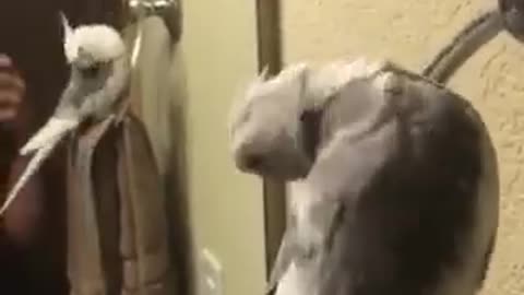 Parrot grooms himself for the mirror