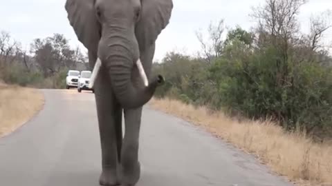 Elephant sighting on the road in Kruger National Park, South Africa.