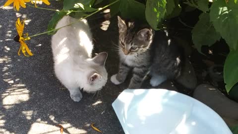 In 100 degree heat, Two Kittens are dumped and left to die.
