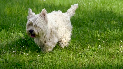 Beautiful dog and good lock