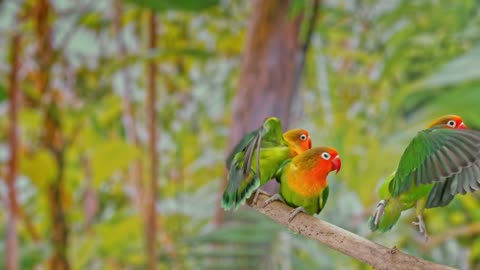 Agapornis parrots _ Lovebirds stock video _ Videos _