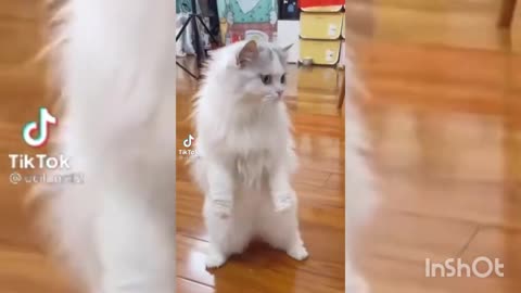 Funny Cats Meow - Funny Cats and Kittens Meowing
