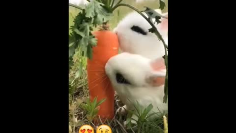 😱😘Cute & funny animals video | stress release with funny video 2021 😉
