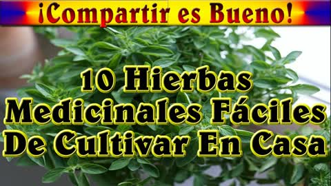 10 Hierbas Medicinales Fáciles De Cultivar En Casa.