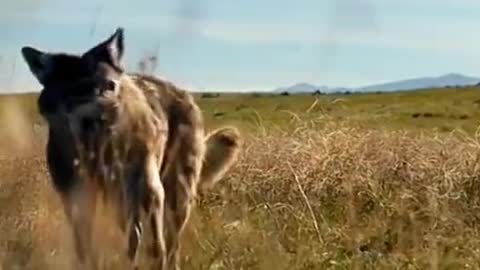wolf 🔥 #prey #predator #wolf #wolfs #predators #flashwarningchallenge #fypp #kurt #yirtici #disney
