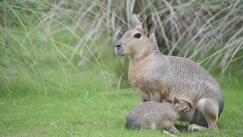 🌿🐾 Momma Patagonian Mara Nursing Her Adorable Babe! 🍼💕