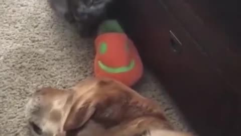 funny stubborn cat and gentle Dog