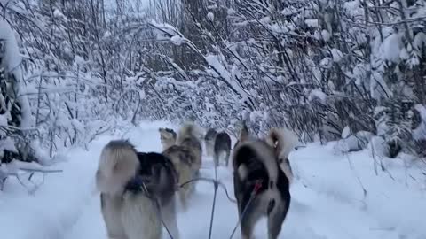 Mesmerizing footage of Husky dogs sledding in Fairbanks, Alaska