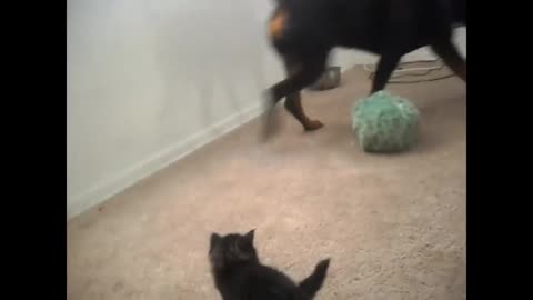 Kittens Meet Rottweiler for first time