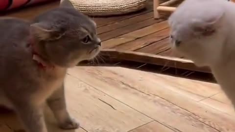 Angry cats cats