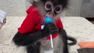 Monkey Eats Lollipop Like a Kid