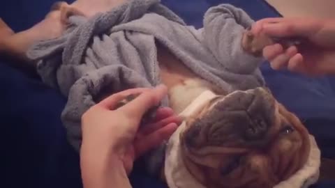massage dog