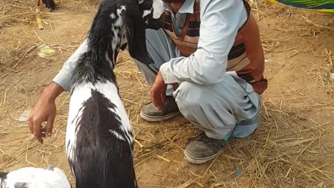 Bakra Mandi Iqbal Nagar.