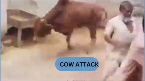 COW ATTACK