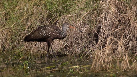 Limpkin With Prey