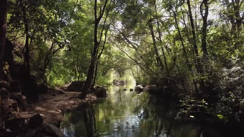 Forest stream