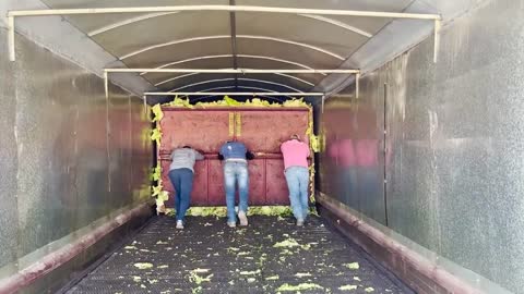 It's harvest season for Tobacco, Cotton and Peanuts in Northampton and Halifax Counties!