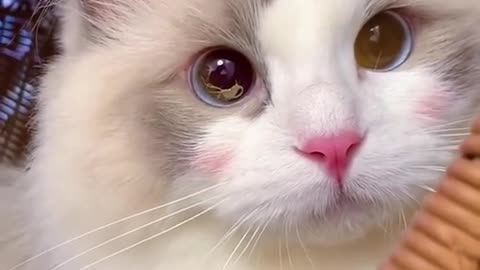 Aww Cute Cats Videos Funny Animals Compilation😹