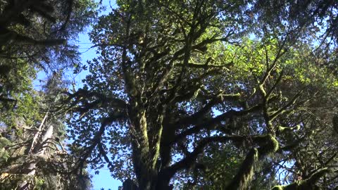 Hoh Rainforest, Olympic NP, Washington, USA [Amazing Places 4K]