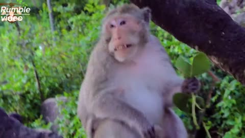 Monkeys Beautiful Scenes 2023 |viral video 2023 |Monkeys forest video