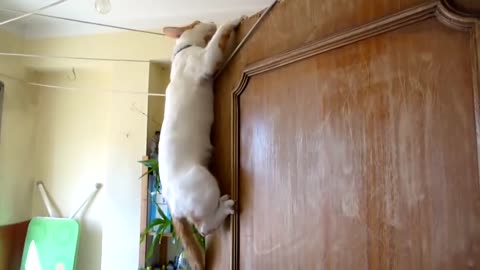 Funny Cats & Dogs Video Compilation - Funny Animals Collection Part 1