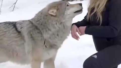 Howl with the Wolves