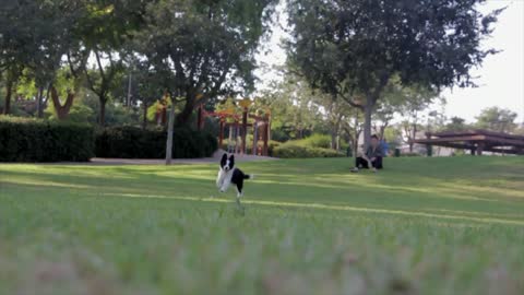 The dog plays in the green lawn