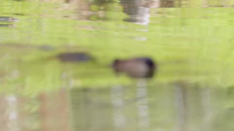 Nasa Research: Researchers Become “Beaver Believers” After Measuring the Impacts of Rewilding