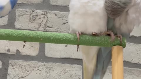 Three Birds Play While Cleaning