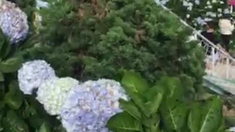 Dalat hydrangea, very beautiful