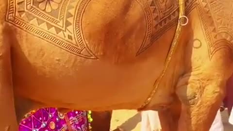 Amazing designs on camels