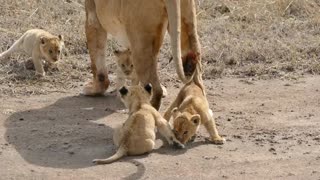 ADORABLE! SIX LION CUBS enjoy their first outdoor adventure.