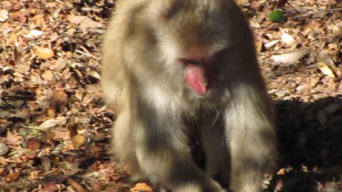 Japanese macaque monkey foraging for tasty acorns and listening to Christmas music